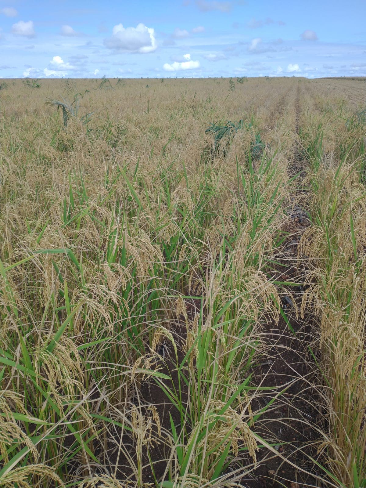 Rastreabilidade, governança e estruturação de ativos.